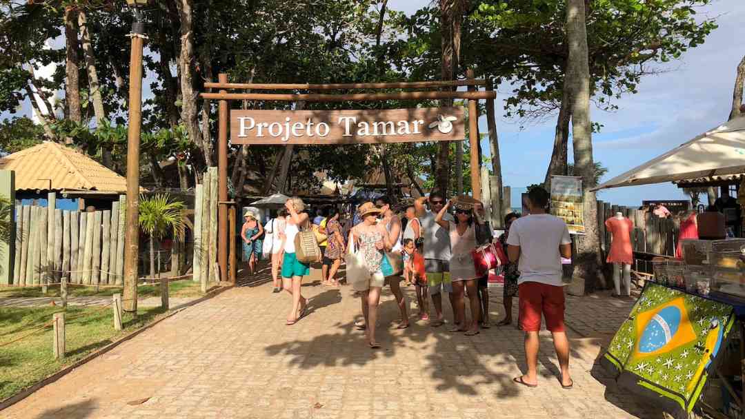 praia do forte 7 projeto tamar
